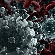 Coronavirus in Nahaufnahme